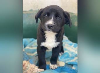 Peach, geb. ca. 10/2025, lebt in GRIECHENLAND, im städt. Tierheim Serres