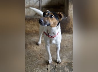 Möök, geb. ca. 04/2025, lebt in GRIECHENLAND, auf einer privaten Pflegestelle