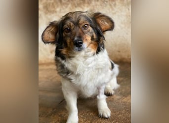 Laika, geb. ca. 11/2024, lebt auf einer Pflegestelle in 41462 Neuss