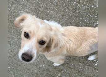 Hazel, geb. ca.02/2025, lebt in GRIECHENLAND, auf einer privaten Pflegestelle