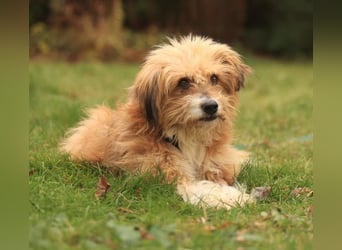 Willi, geb. ca. 09/2023, lebt auf einer Pflegestelle in 30655 Hannover