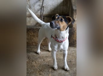 Möök, geb. ca. 04/2025, lebt in GRIECHENLAND, auf einer privaten Pflegestelle