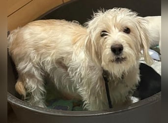 Nefeli, geb. ca. 01/2025, lebt in GRIECHENLAND, auf einer privaten Pflegestelle