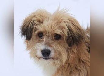 Willi, geb. ca. 09/2023, lebt auf einer Pflegestelle in 30655 Hannover