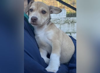 Vincenta, geb. ca. 08/2025, lebt auf einer Pflegestelle in 21391 Reppenstedt