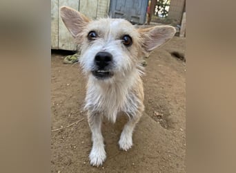 Trulla, geb. ca. 05/2024, lebt auf einer Pflegestelle in 53947 Nettersheim