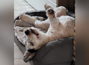 Günni, geb. ca. 12/2023, lebt auf einer Pflegestelle in 45896 Gelsenkirchen