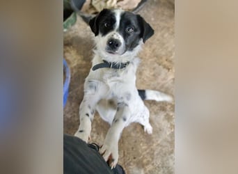 Skittles, geb. ca. 12/2023, lebt in GRIECHENLAND, auf einer privaten Pflegestelle