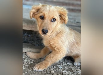 Audrey, geb. ca. 03/2026, lebt in GRIECHENLAND, im städt. Tierheim Serres