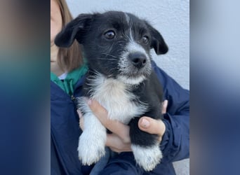 Phoebe, geb. ca. 08/2025 lebt in GRIECHENLAND, auf einer privaten Pflegestelle