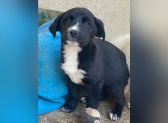 Peach, geb. ca. 10/2025, lebt in GRIECHENLAND, im städt. Tierheim Serres