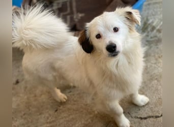 Voddi, geb. ca. 01/2025, lebt in GRIECHENLAND, im städt. Tierheim Serres, 39108 Magdeburg