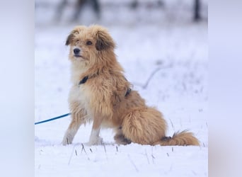 Willi, geb. ca. 09/2023, lebt auf einer Pflegestelle in 30655 Hannover