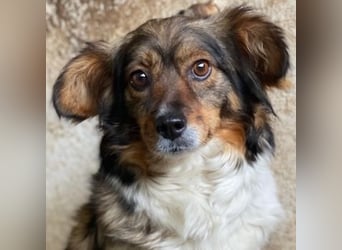 Laika, geb. ca. 11/2024, lebt auf einer Pflegestelle in 41462 Neuss