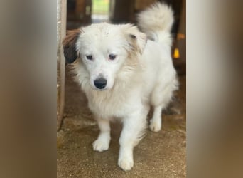 Voddi, geb. ca. 01/2025, lebt in GRIECHENLAND, im städt. Tierheim Serres, 39108 Magdeburg