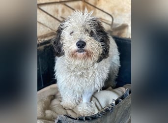 Günni, geb. ca. 12/2023, lebt auf einer Pflegestelle in 45896 Gelsenkirchen