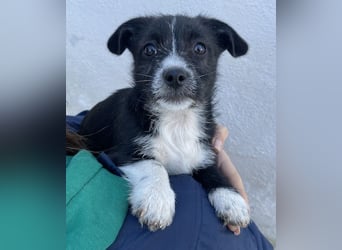 Phoebe, geb. ca. 08/2025 lebt in GRIECHENLAND, auf einer privaten Pflegestelle