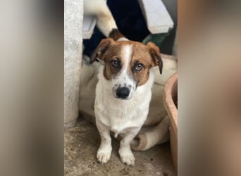 Lio, geb. ca. 06/2024, lebt auf einer Pflegestelle in 24103 Kiel