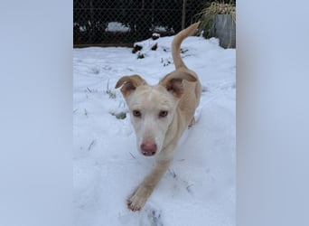 Francky Stanley, geb. ca. 08/2025, lebt auf einer Pflegestelle in 81929 München