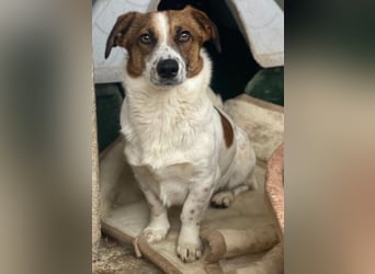 Lio, geb. ca. 06/2024, lebt auf einer Pflegestelle in 24103 Kiel