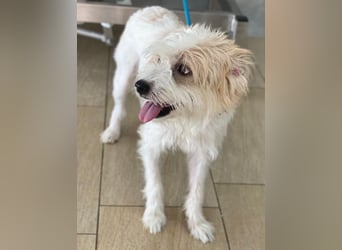 Eko, geb. ca 11/2021, lebt auf einer Pflegestelle in 53940 Hellenthal