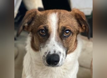 Lio, geb. ca. 06/2024, lebt auf einer Pflegestelle in 24103 Kiel