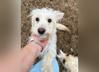 Nefeli, geb. ca. 01/2025, lebt in GRIECHENLAND, auf einer privaten Pflegestelle