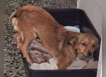 Ardyn, geb. ca. 04/2024, lebt auf einer Pflegestelle in 79206 Gündlingen