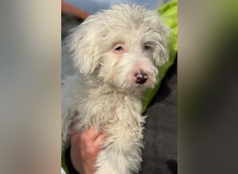 Elli, geb. ca. 08/2025, lebt in GRIECHENLAND, im städt. Tierheim Serres