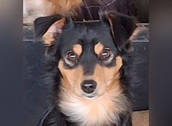 Dio, geb. ca. 01/2025, lebt in GRIECHENLAND, auf einer privaten Pflegestelle