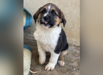 Boreas, geb. ca. 10/2025, lebt in GRIECHENLAND, im städt. Tierheim Serres, 69151 Neckargemünd 69