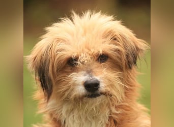 Willi, geb. ca. 09/2023, lebt auf einer Pflegestelle in 30655 Hannover