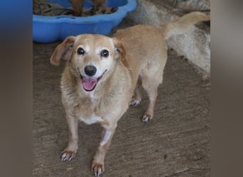 Jacky, geb. ca. 05/2022, lebt in GRIECHENLAND, auf einer privaten Pflegestelle