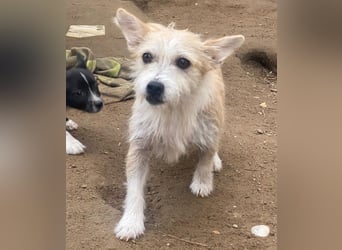 Trulla, geb. ca. 05/2024, lebt auf einer Pflegestelle in 53947 Nettersheim