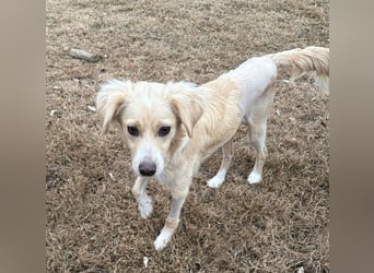 Hazel, geb. ca.02/2025, lebt in GRIECHENLAND, auf einer privaten Pflegestelle