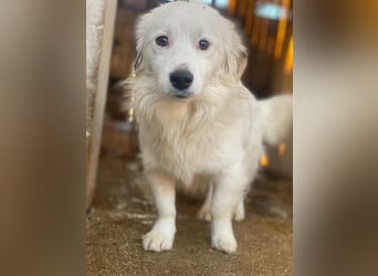 Voddi, geb. ca. 01/2025, lebt in GRIECHENLAND, im städt. Tierheim Serres, 39108 Magdeburg