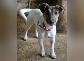 Möök, geb. ca. 04/2025, lebt in GRIECHENLAND, auf einer privaten Pflegestelle