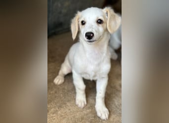 Kim, geb. ca. 06/2026, lebt in GRIECHENLAND, im städt. Tierheim Serres