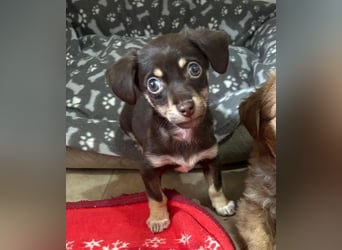 Mirnesa, geb. ca. 02/2026, lebt in GRIECHENLAND, auf einer privaten Pflegestelle