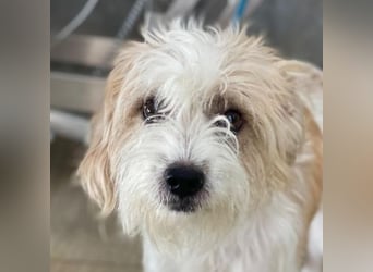 Eko, geb. ca 11/2021, lebt auf einer Pflegestelle in 53940 Hellenthal