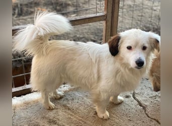 Voddi, geb. ca. 01/2025, lebt in GRIECHENLAND, im städt. Tierheim Serres, 39108 Magdeburg