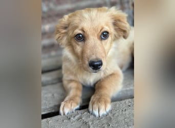 Audrey, geb. ca. 03/2026, lebt in GRIECHENLAND, im städt. Tierheim Serres
