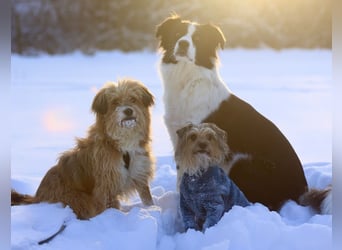 Willi, geb. ca. 09/2023, lebt auf einer Pflegestelle in 30655 Hannover