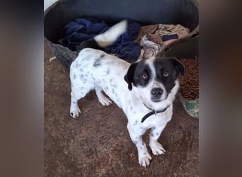 Skittles, geb. ca. 12/2023, lebt in GRIECHENLAND, auf einer privaten Pflegestelle