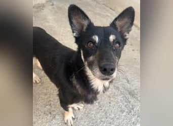 Litaria, geb. ca. 05/2023, lebt in GRIECHENLAND, im städt. Tierheim Serres