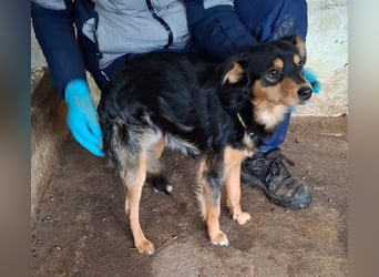 Dio, geb. ca. 01/2025, lebt in GRIECHENLAND, auf einer privaten Pflegestelle