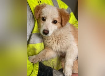 Frederic, geb. ca. 08/2025, lebt in GRIECHENLAND, im städt. Tierheim Serres