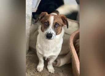 Lio, geb. ca. 06/2024, lebt auf einer Pflegestelle in 24103 Kiel