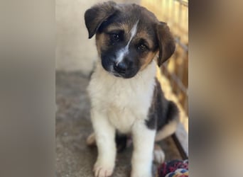 Boreas, geb. ca. 10/2025, lebt in GRIECHENLAND, im städt. Tierheim Serres, 69151 Neckargemünd 69