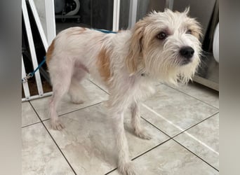 Eko, geb. ca 11/2021, lebt auf einer Pflegestelle in 53940 Hellenthal